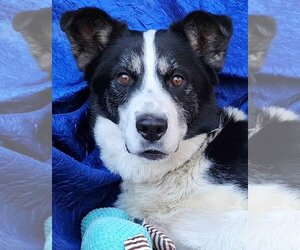 Border Collie-Huskies  Mix Dogs for adoption in Cuba, NY, USA