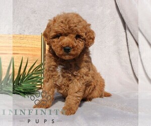 Goldendoodle (Miniature) Puppy for sale in EPHRATA, PA, USA