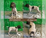 Small #2 German Shorthaired Pointer