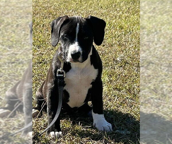 Medium Photo #1 Labrador Retriever-Unknown Mix Puppy For Sale in Tarrytown, GA, USA