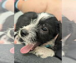 Small Photo #5 Dachshund-Unknown Mix Puppy For Sale in Holly Springs, NC, USA