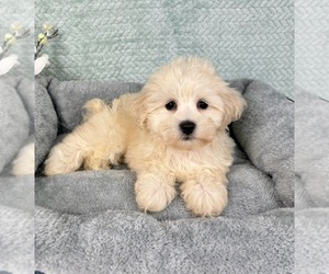 Maltipoo Puppy for Sale in FRANKLIN, Indiana USA