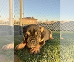 Small #32 English Bulldog