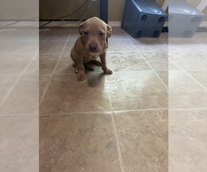 American Pit Bull Terrier Puppy for sale in GARLAND, TX, USA