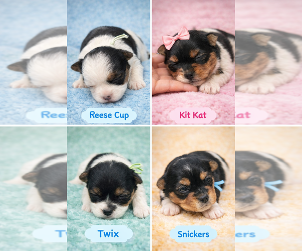 Medium Photo #1 Yorkshire Terrier Puppy For Sale in PITTSBURGH, PA, USA