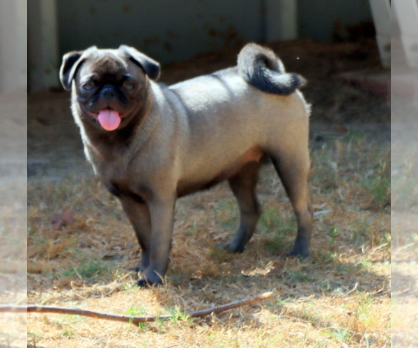 Medium Photo #1 Pug Puppy For Sale in WINNSBORO, TX, USA
