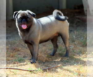 Mother of the Pug puppies born on 05/28/2025