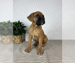 Small #1 Boxer