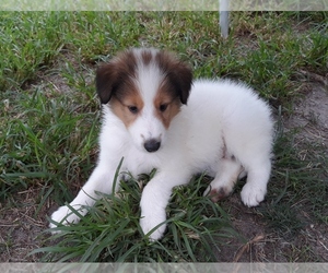 Collie Puppy for sale in PALM BAY, FL, USA