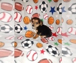 Small #1 Poodle (Toy)