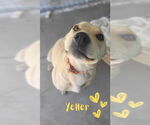 Small #2 Labrador Retriever Mix