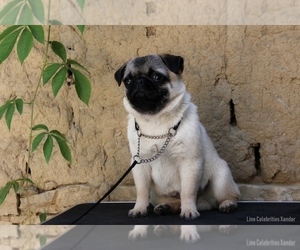 Pug Puppy for sale in Veliko Turnovo, Veliko Turnovo, Bulgaria