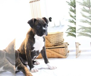 Boxer Puppy for sale in SHIPSHEWANA, IN, USA