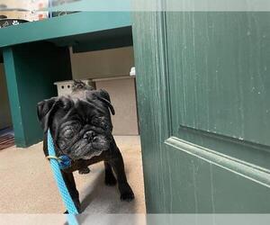 Pug Dogs for adoption in Pasadena, CA, USA