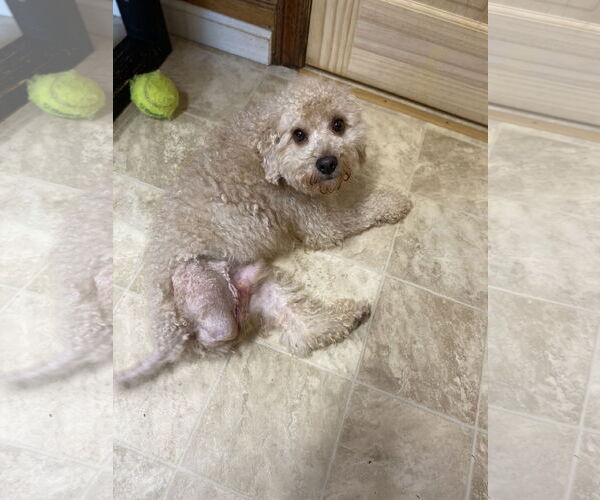 Medium Photo #1 Poodle (Miniature) Puppy For Sale in Raleigh, NC, USA