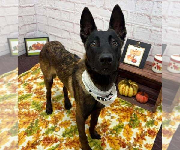 Medium Photo #1 Mutt Puppy For Sale in Imlay City, MI, USA