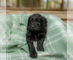 Small Photo #6 Goldendoodle Puppy For Sale in GREENBRIER, AR, USA