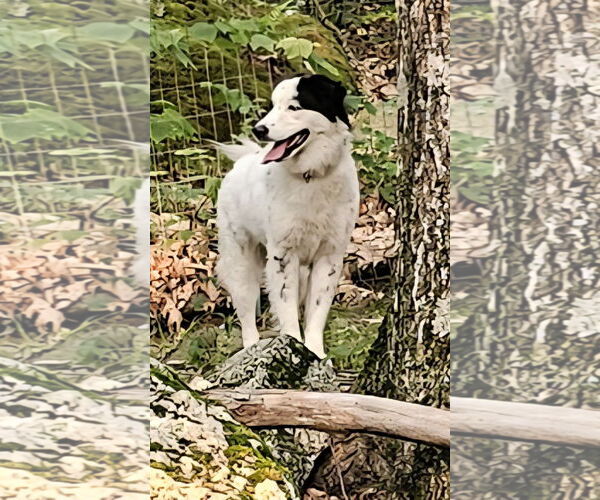 Medium Photo #3 Great Pyrenees-Unknown Mix Puppy For Sale in Croydon, NH, USA