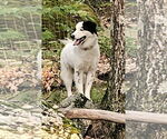 Small #2 Great Pyrenees Mix