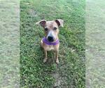 Small #2 Staffordshire Bull Terrier Mix
