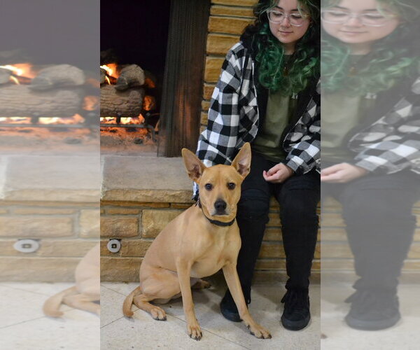 Medium Photo #4 Pharaoh Hound-Unknown Mix Puppy For Sale in Germanton, TN, USA