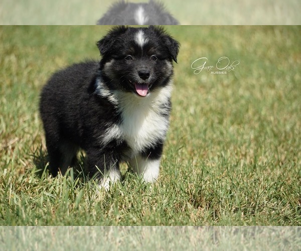 Medium Photo #2 Australian Shepherd Puppy For Sale in HOUSTON, TX, USA