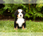 Small Photo #9 Bernese Mountain Dog Puppy For Sale in WOLCOTTVILLE, IN, USA