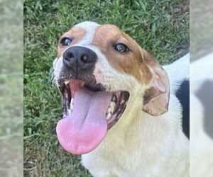 Mutt Dogs for adoption in Canton, CT, USA