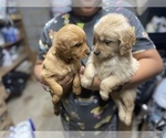 Small Photo #8 Golden Retriever Puppy For Sale in WASHINGTON, DC, USA