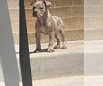 Small #1 American Bully