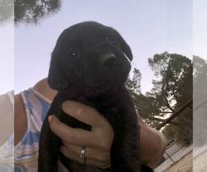 Medium Labrador Retriever