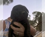 Puppy BF Teal Labrador Retriever