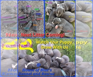 American Pit Bull Terrier Puppy for sale in DELAWARE, OH, USA