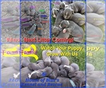Pups - Male American Pit Bull Terrier Puppy for Sale - Small photo