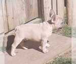 Small Photo #2 French Bulldog Puppy For Sale in COTTAGEVILLE, SC, USA
