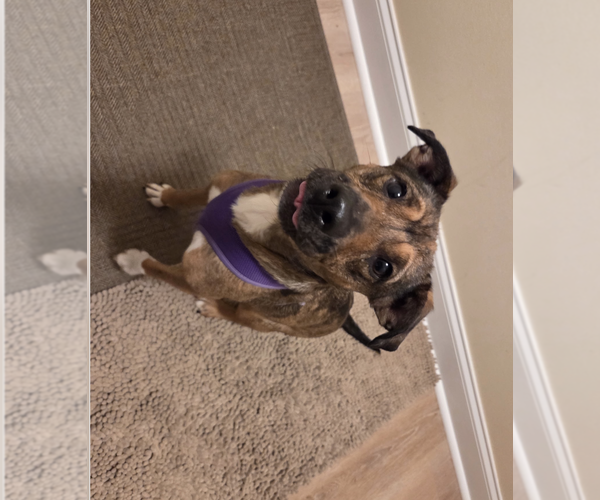 Medium Photo #2 Mountain Cur-Unknown Mix Puppy For Sale in Plainfield, IL, USA