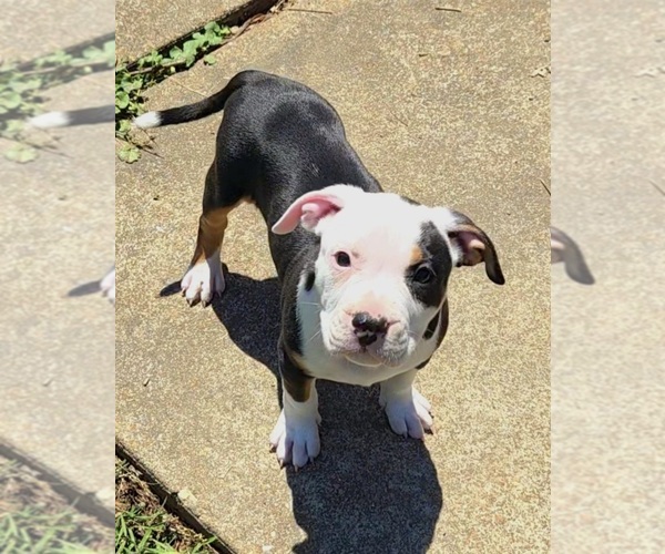Medium Photo #1 American Bully Puppy For Sale in SPANISH LAKE, MO, USA