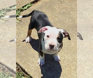 American Bully Puppy for sale in SPANISH LAKE, MO, USA