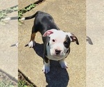 Small American Bully