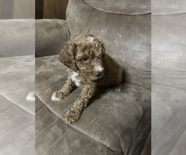 Medium Photo #7 Poodle (Miniature) Puppy For Sale in AKELEY, MN, USA