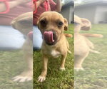 Small #2 Mutt