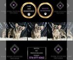 Small Photo #32 French Bulldog Puppy For Sale in WARSAW, IN, USA