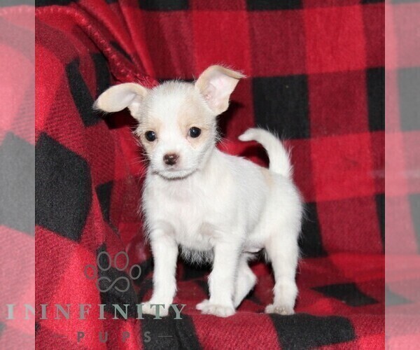 Medium Photo #3 Shih-Poo-Unknown Mix Puppy For Sale in OXFORD, PA, USA