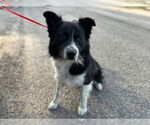 Small Border Collie Mix