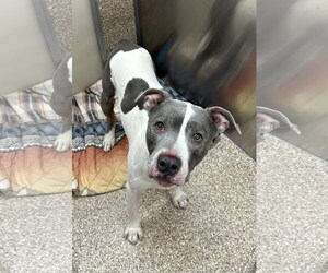 Mutt Dogs for adoption in Martinsburg, WV, USA