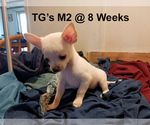 Small #5 Chihuahua