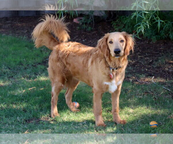 Medium Photo #2 Goldendoodle Puppy For Sale in Glendale , AZ, USA
