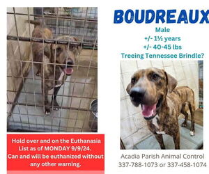 Catahoula Leopard Dog-Plott Hound Mix Dogs for adoption in New Orleans, LA, USA