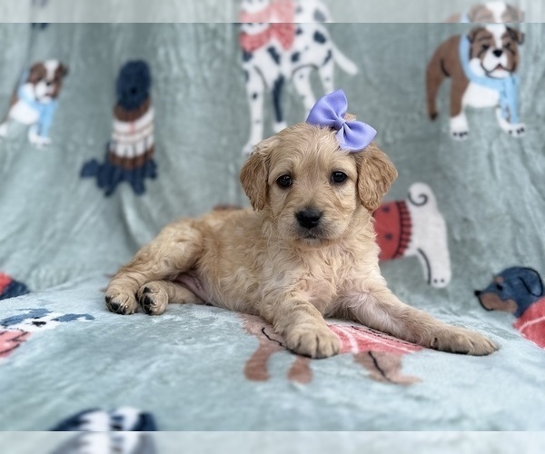 Medium Photo #8 Goldendoodle Puppy For Sale in LAKELAND, FL, USA