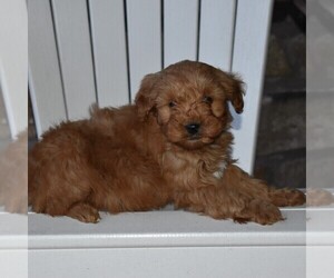 Goldendoodle-Poodle (Miniature) Mix Puppy for sale in MIFFLINTOWN, PA, USA